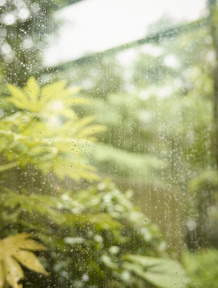 ガラス越しに雨で濡れている植物の画像